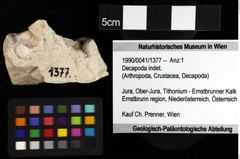 Foto (Objket + Etiketten) von Decapoda indet. 